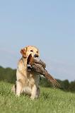 GOLDEN RETRIEVER 411